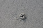 I tried to get a shot of this little sand crab actually digging, but he was too quick for me. Ko Phangnan, Thailand